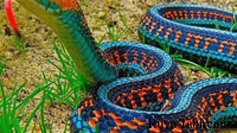 rüyada bir sürü renkli yılan görmek